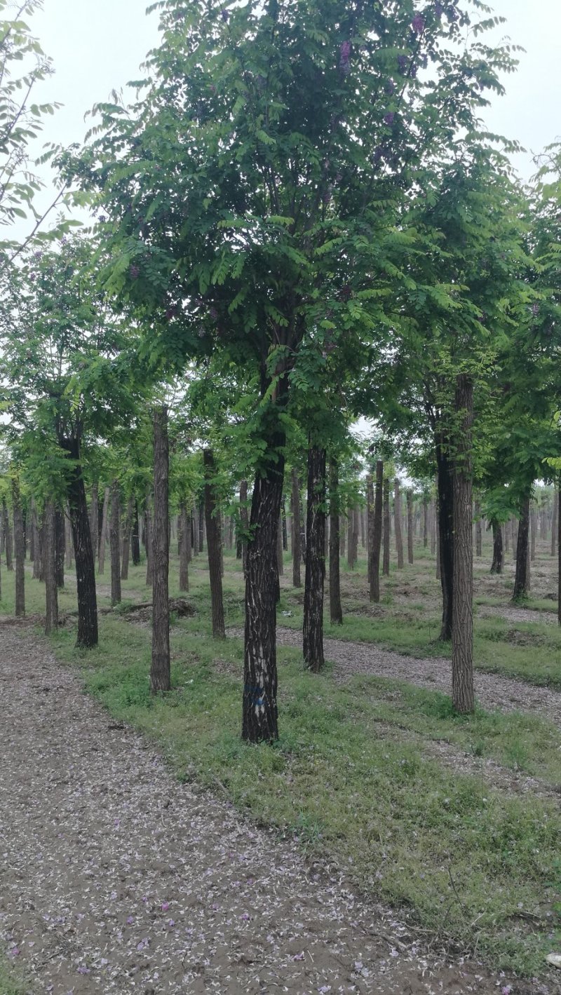 20公分香花槐