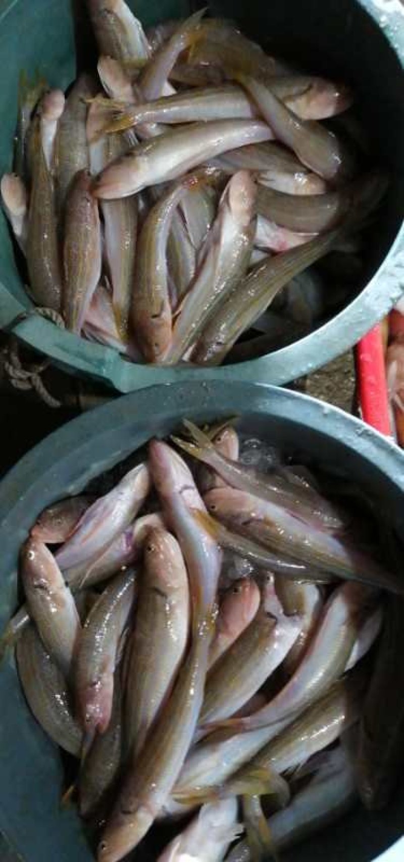 广东粤东沿海浅海鱼鲜鱿鱼