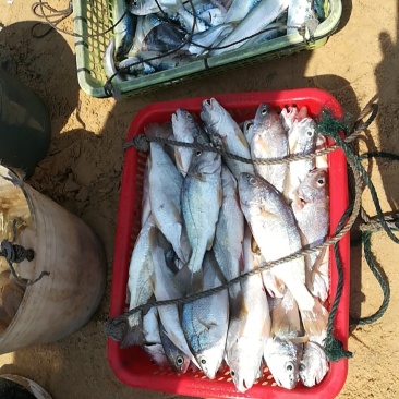 广东粤东沿海浅海鱼鲜鱿鱼