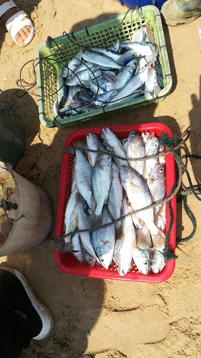 广东粤东沿海浅海鱼鲜鱿鱼
