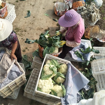 散花青梗西兰花，面白，个头匀称，质量好，全国发货