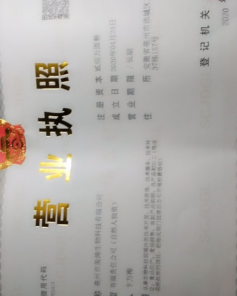 金丝黄菊！无硫无添加！！一手货源大货批发！