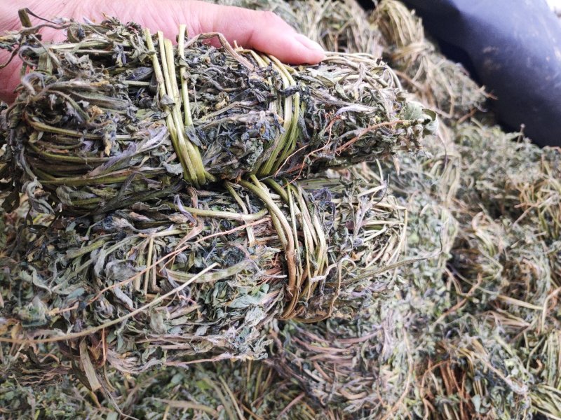 香料苜蓿(陕西商洛丹凤县龙居寨镇地标特色香苜蓿)产区直供