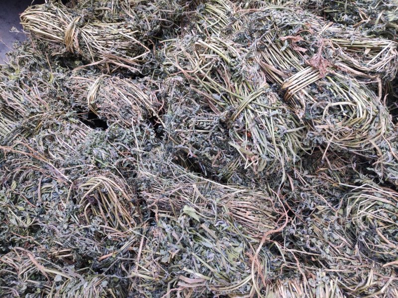 香料苜蓿(陕西商洛丹凤县龙居寨镇地标特色香苜蓿)产区直供