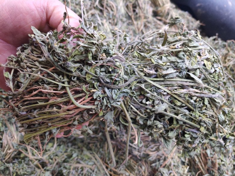 香料苜蓿(陕西商洛丹凤县龙居寨镇地标特色香苜蓿)产区直供