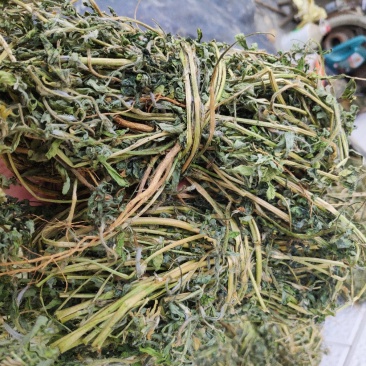 香料苜蓿(陕西商洛丹凤县龙居寨镇地标特色香苜蓿)产区直供