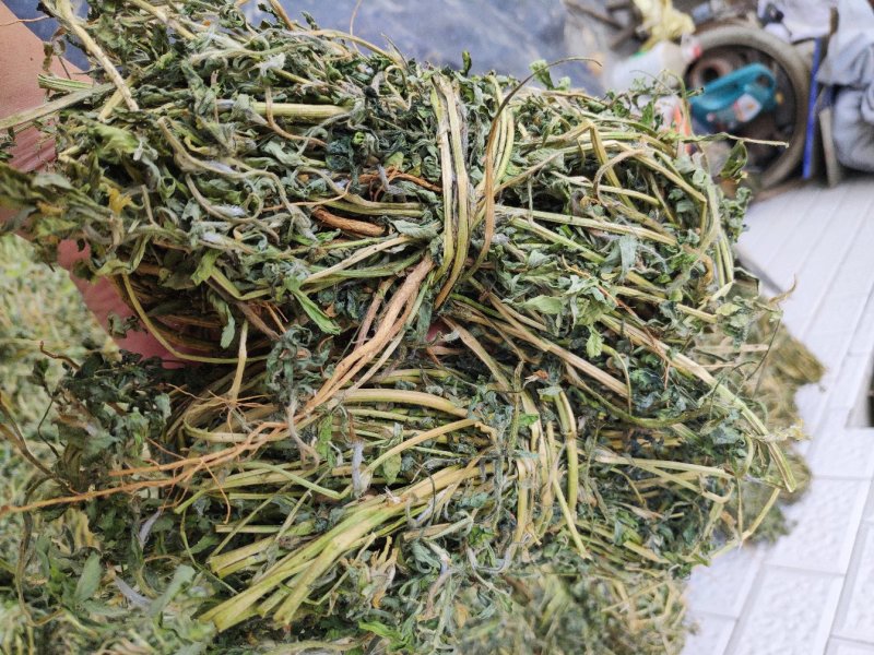 香料苜蓿(陕西商洛丹凤县龙居寨镇地标特色香苜蓿)产区直供