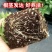 薄荷盆栽四季常青客厅绿植包活薄荷可食用驱蚊驱虫清新空气绿