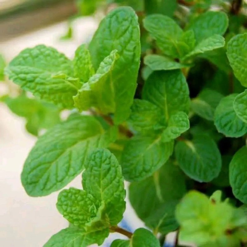 薄荷盆栽四季常青客厅绿植包活薄荷可食用驱蚊驱虫清新空气绿