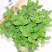 薄荷盆栽四季常青客厅绿植包活薄荷可食用驱蚊驱虫清新空气绿