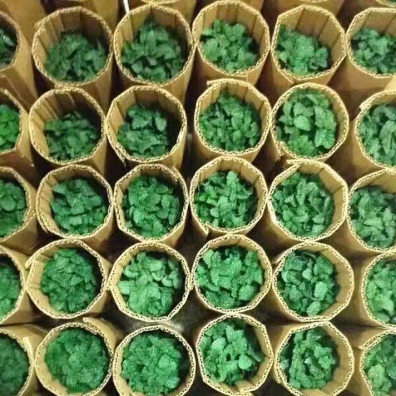 薄荷盆栽四季常青客厅绿植包活薄荷可食用驱蚊驱虫清新空气绿