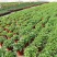 薄荷盆栽四季常青客厅绿植包活薄荷可食用驱蚊驱虫清新空气绿