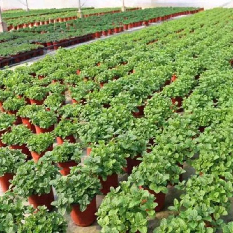 薄荷盆栽四季常青客厅绿植包活薄荷可食用驱蚊驱虫清新空气绿