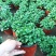 薄荷盆栽四季常青客厅绿植包活薄荷可食用驱蚊驱虫清新空气绿