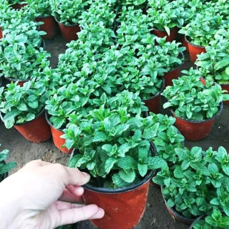 薄荷盆栽四季常青客厅绿植包活薄荷可食用驱蚊驱虫清新空气绿