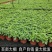 薄荷盆栽四季常青客厅绿植包活薄荷可食用驱蚊驱虫清新空气绿