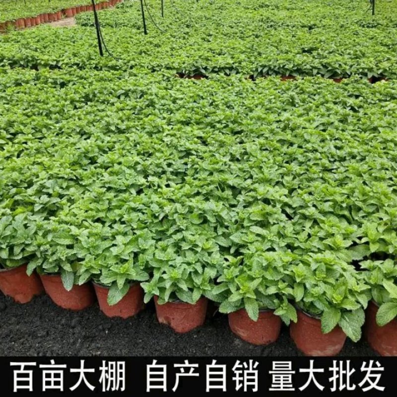 薄荷盆栽四季常青客厅绿植包活薄荷可食用驱蚊驱虫清新空气绿