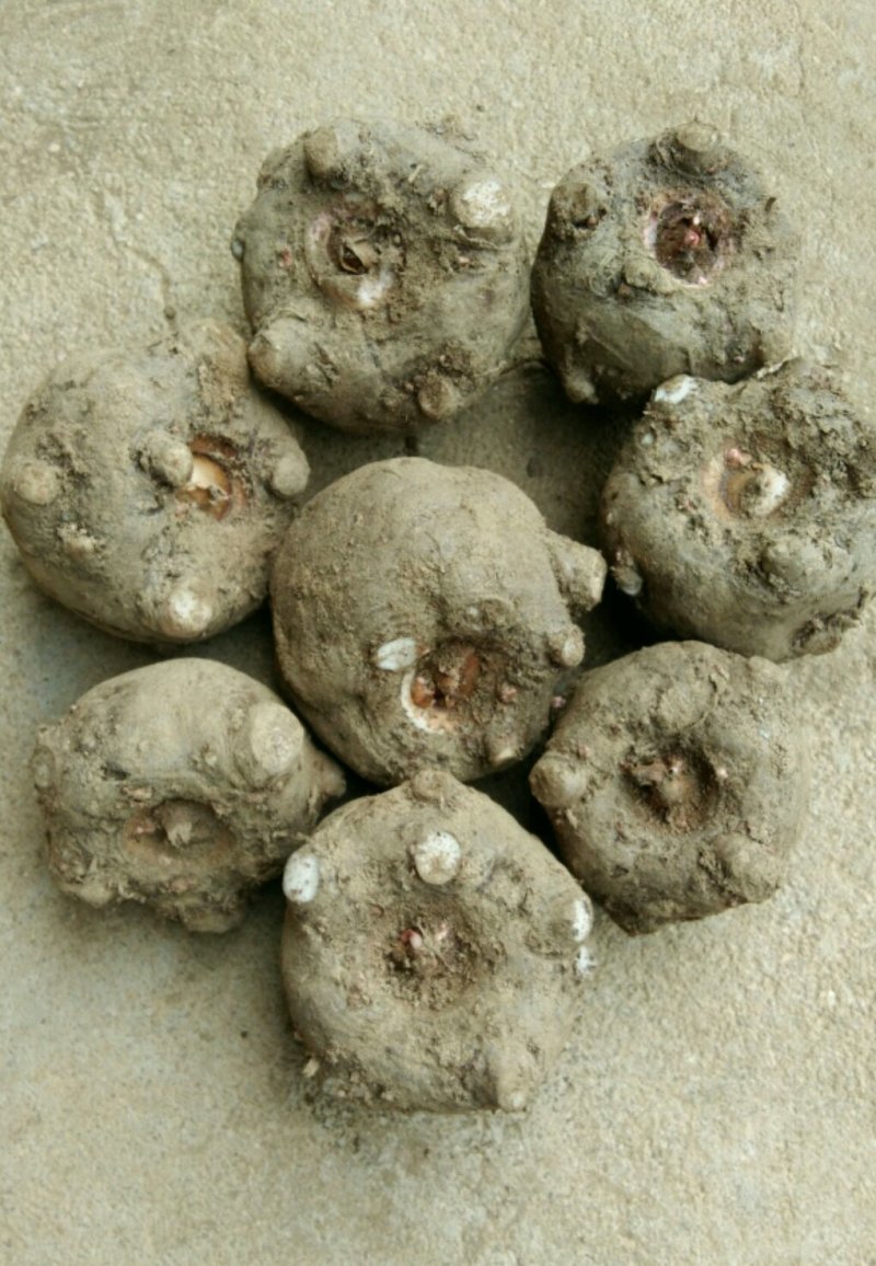 优质山萸肉，质量高，干度好，无杂质，
