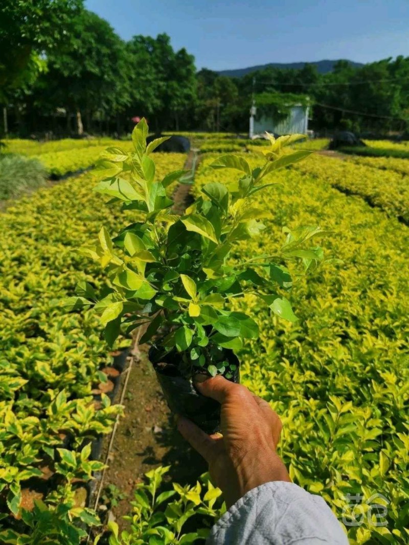 优质黄金叶自家基地直销