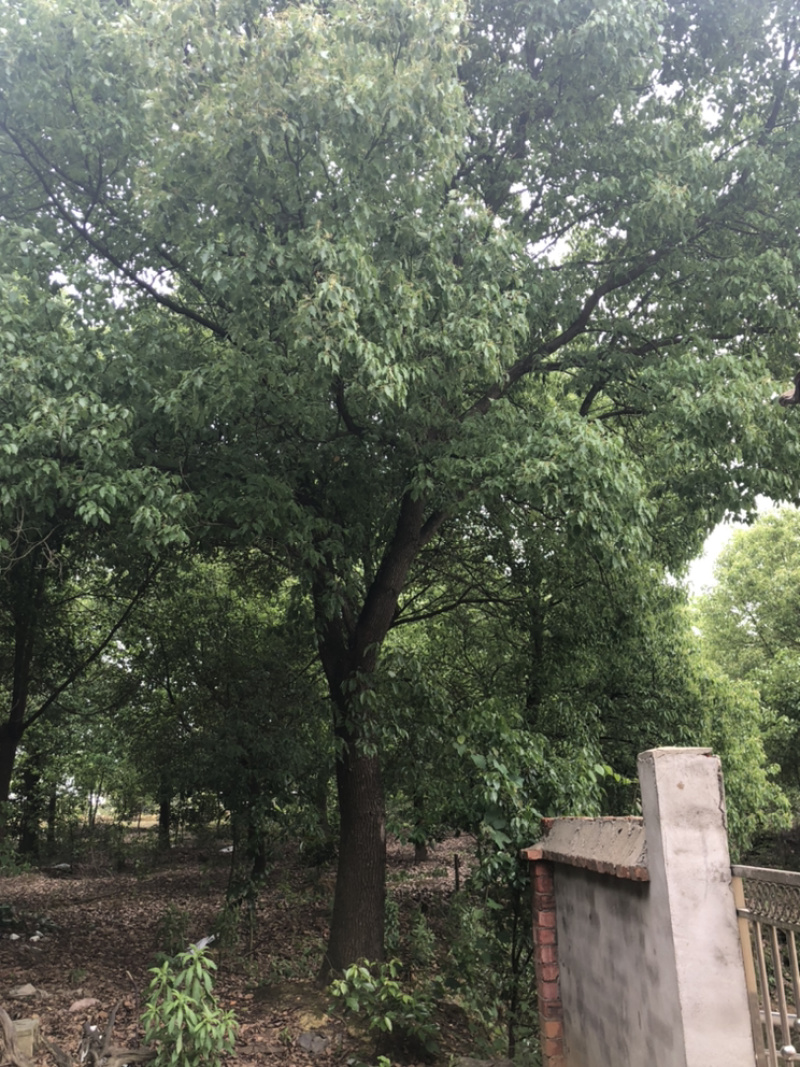 10到45公分大量出售各种规格香樟，量大优惠