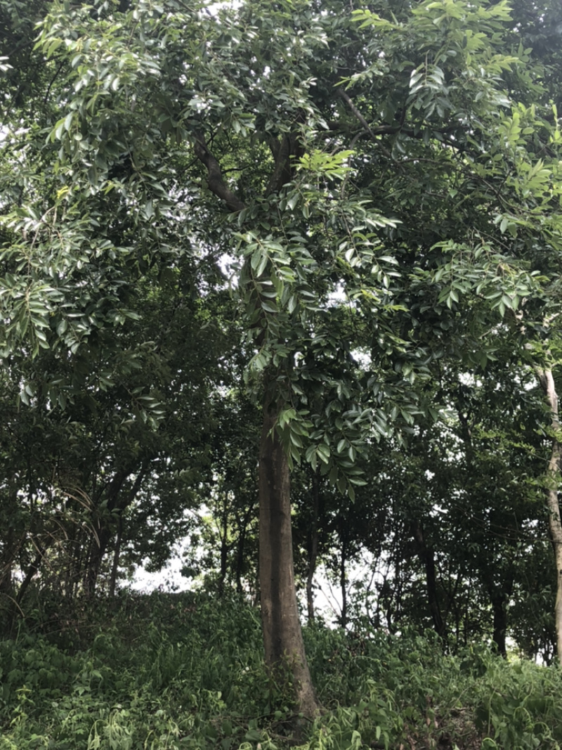 10到45公分大量出售各种规格香樟，量大优惠