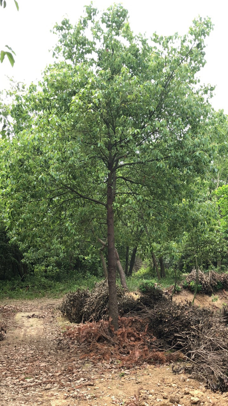 10到45公分大量出售各种规格香樟，量大优惠