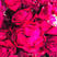 冻干墨红玫瑰食用重瓣玫瑰产地批发支持线上交易