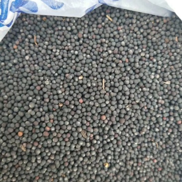 油菜籽【黑珍珠】苍溪本地菜籽