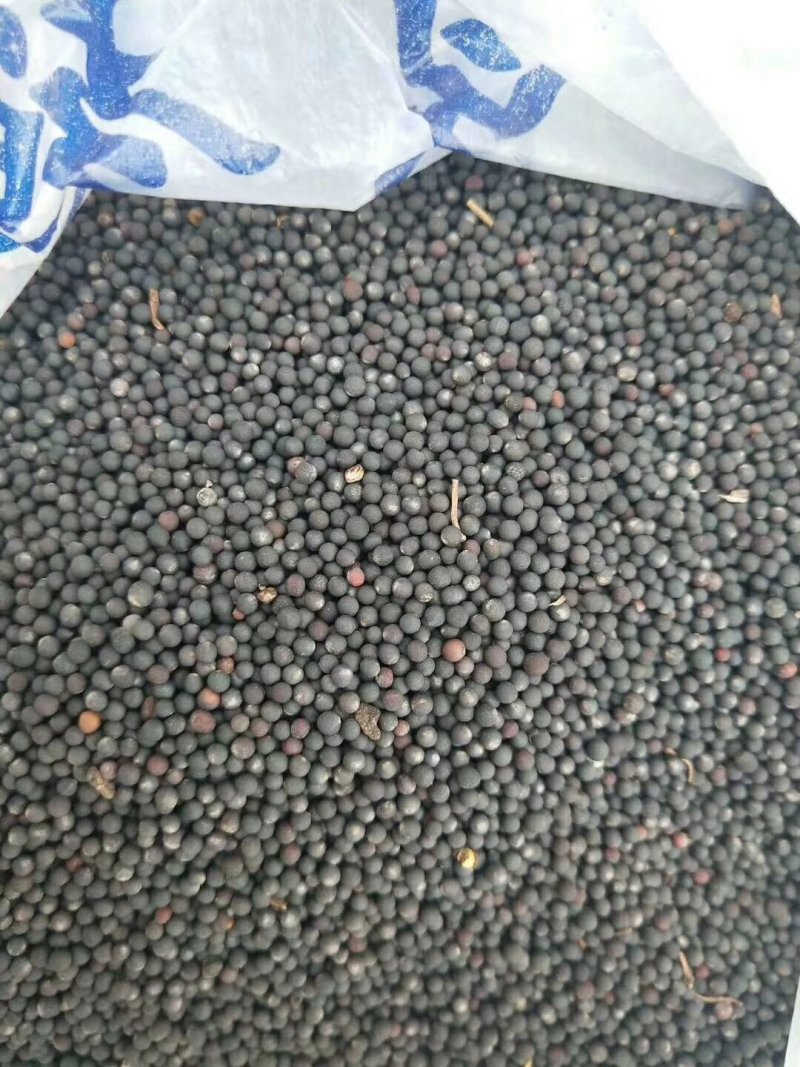 油菜籽【黑珍珠】苍溪本地菜籽