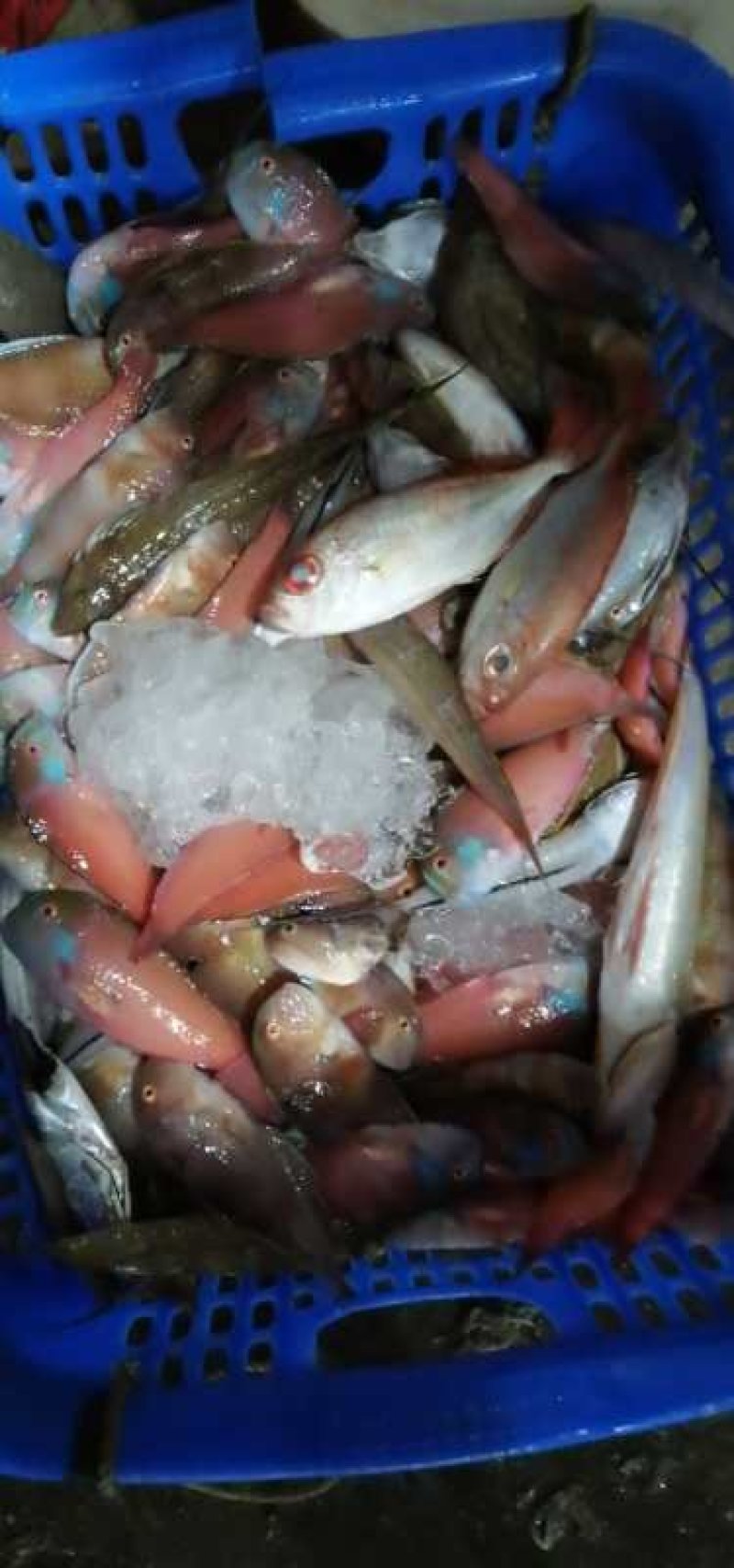 广东粤东沿海浅海鱼鲜鱿鱼