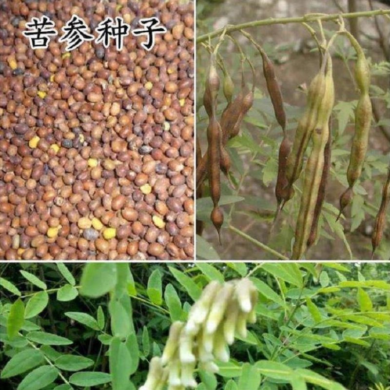 2020苦参种子苦参籽