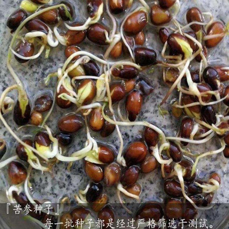 2020苦参种子苦参籽