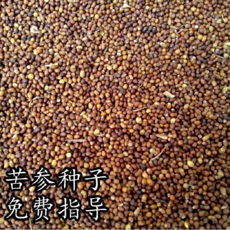 2020苦参种子苦参籽