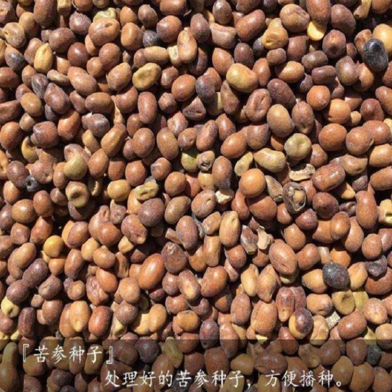 2020苦参种子苦参籽