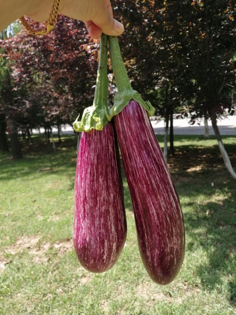 瑞克斯旺进口安吉拉花特菜（花茄子超市档口直供全国发
