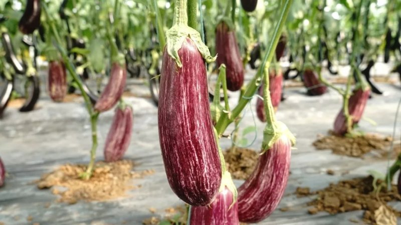 瑞克斯旺进口安吉拉花特菜（花茄子超市档口直供全国发
