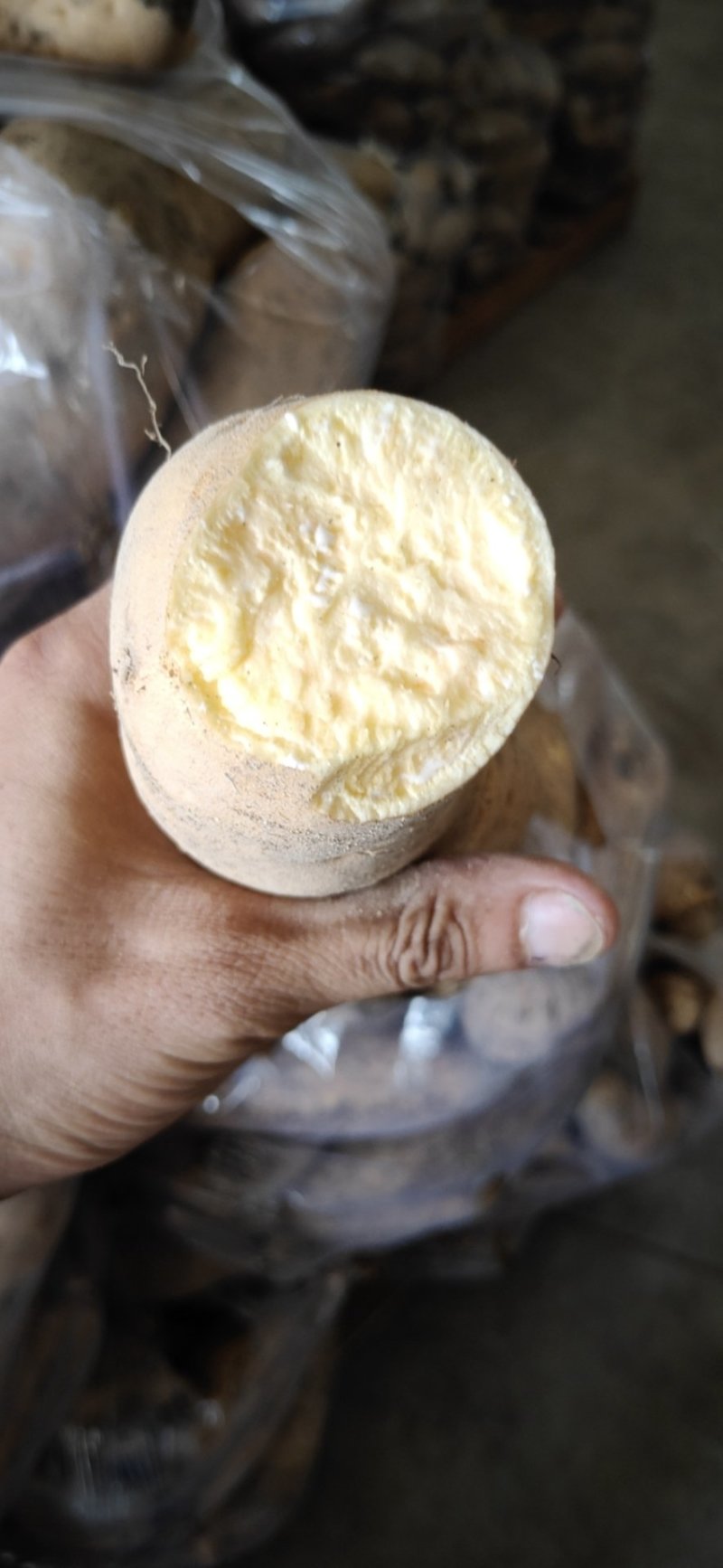 福建黄皮黄心红薯鸡蛋黄红薯（普力）六鳌红薯鸡骨香