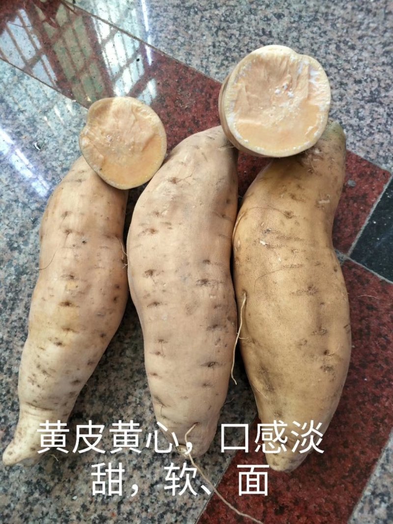 福建黄皮黄心红薯鸡蛋黄红薯（普力）六鳌红薯鸡骨香