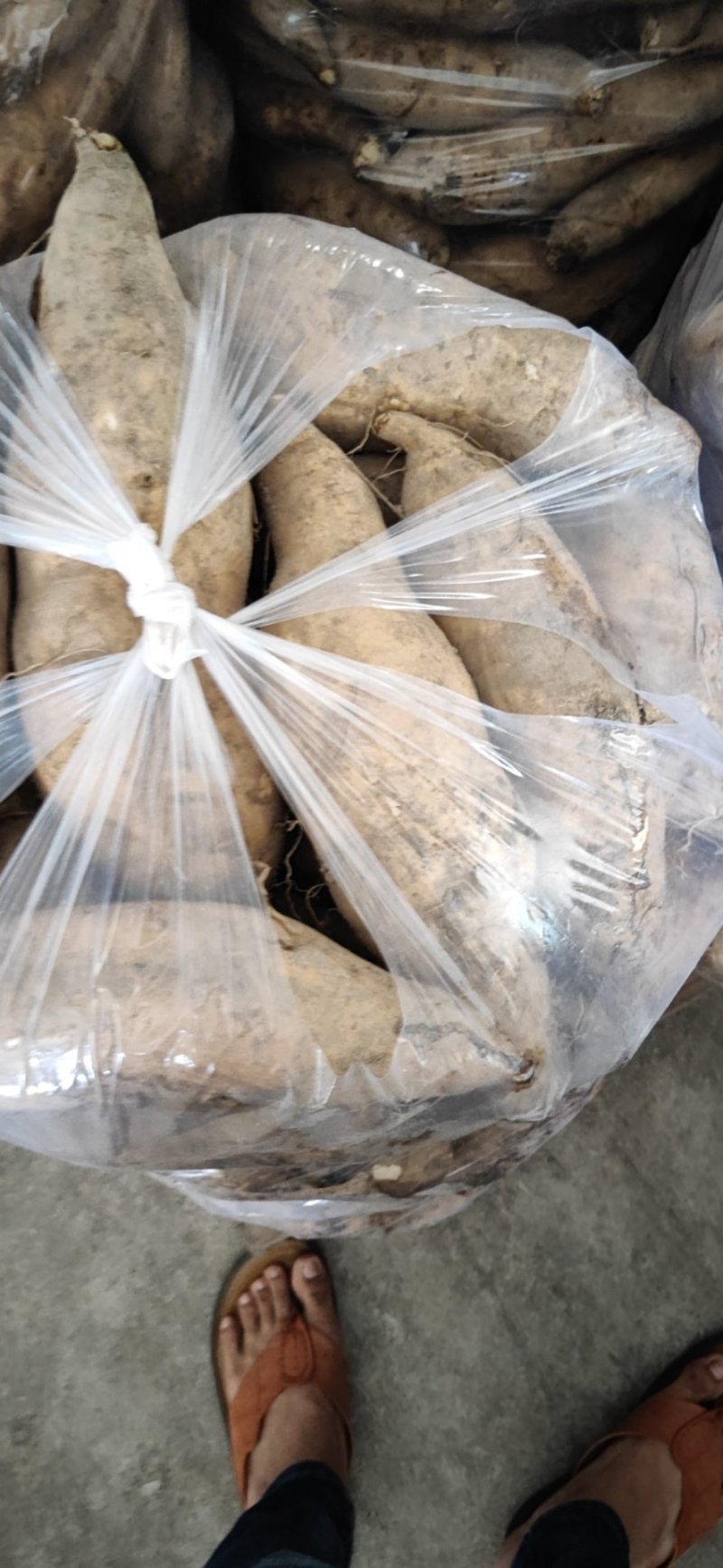 福建黄皮黄心红薯鸡蛋黄红薯（普力）六鳌红薯鸡骨香