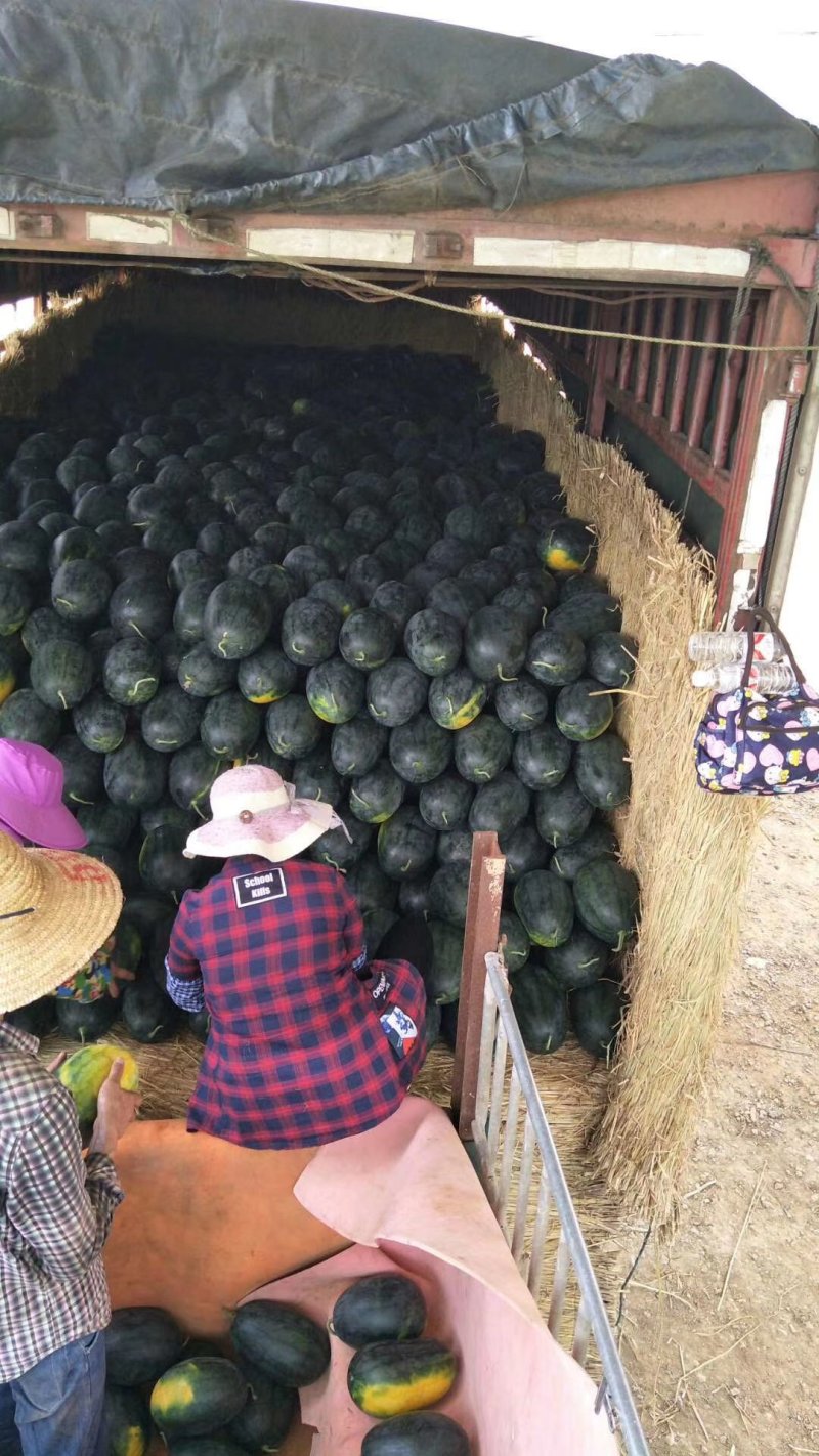 镇店之宝】湖北宜城黑美人（新超人）西瓜薄皮多汁产地直销