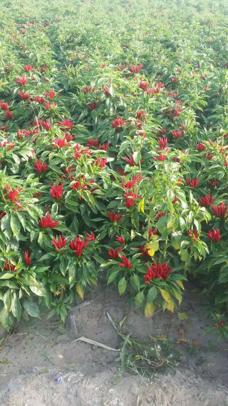 三英朝天椒苗，10公分左右，根大，苗壮，高辣改良杂交种苗