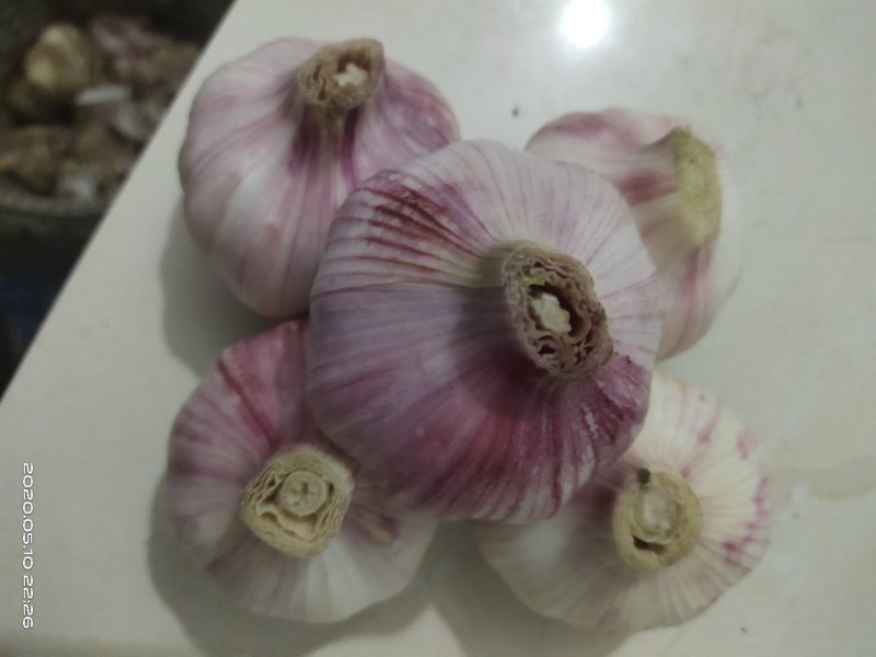 江苏徐州大蒜混级通货可大量存货，一手货源没有差价货源充足