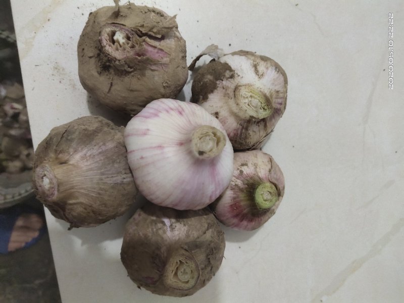 江苏徐州大蒜混级通货可大量存货，一手货源没有差价货源充足