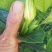 大叶栀子花和四季栀，海栀及茉莉花有大量工程苗出售价格优惠