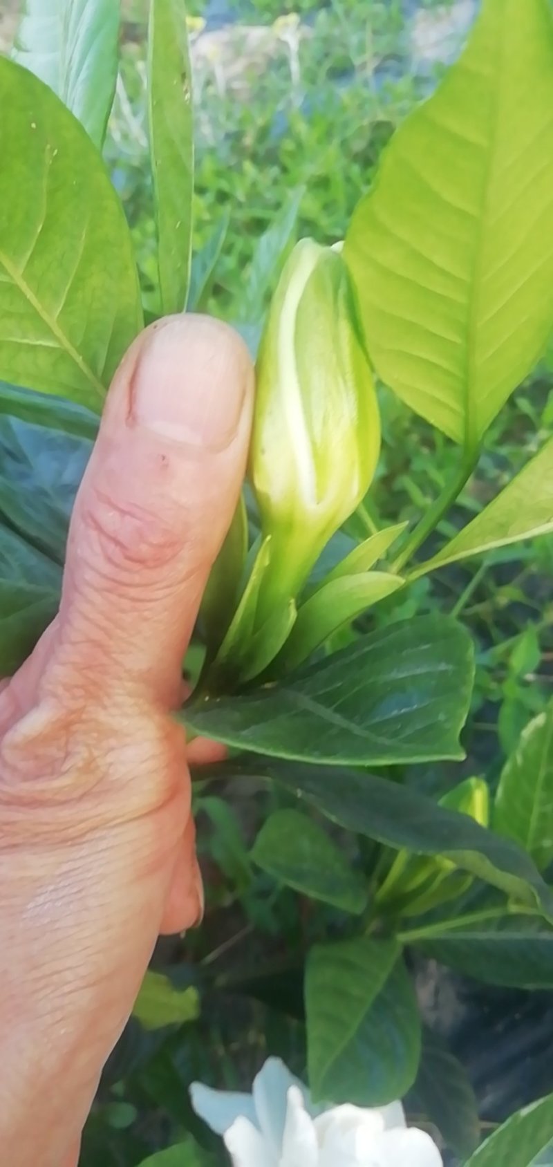 大叶栀子花和四季栀，海栀及茉莉花有大量工程苗出售价格优惠