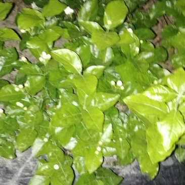 大叶栀子花和四季栀，海栀及茉莉花有大量工程苗出售价格优惠