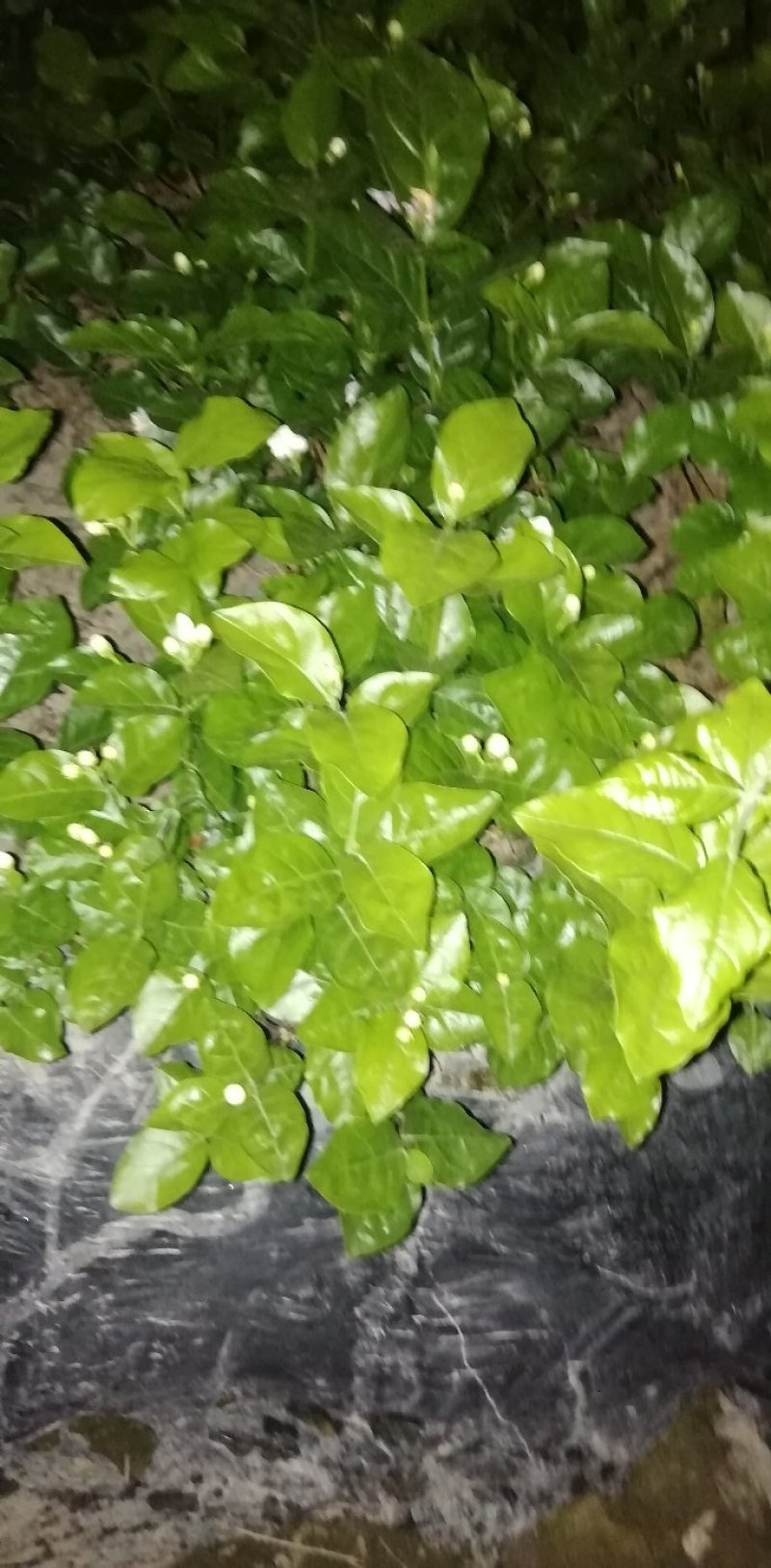 大叶栀子花和四季栀，海栀及茉莉花有大量工程苗出售价格优惠