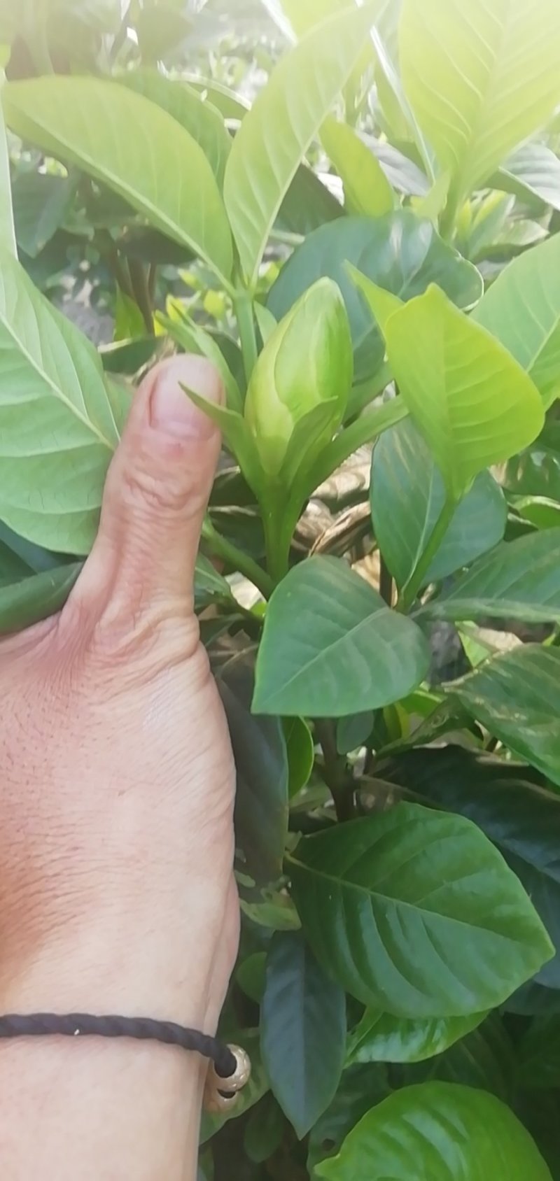 大叶栀子花和四季栀，海栀及茉莉花有大量工程苗出售价格优惠