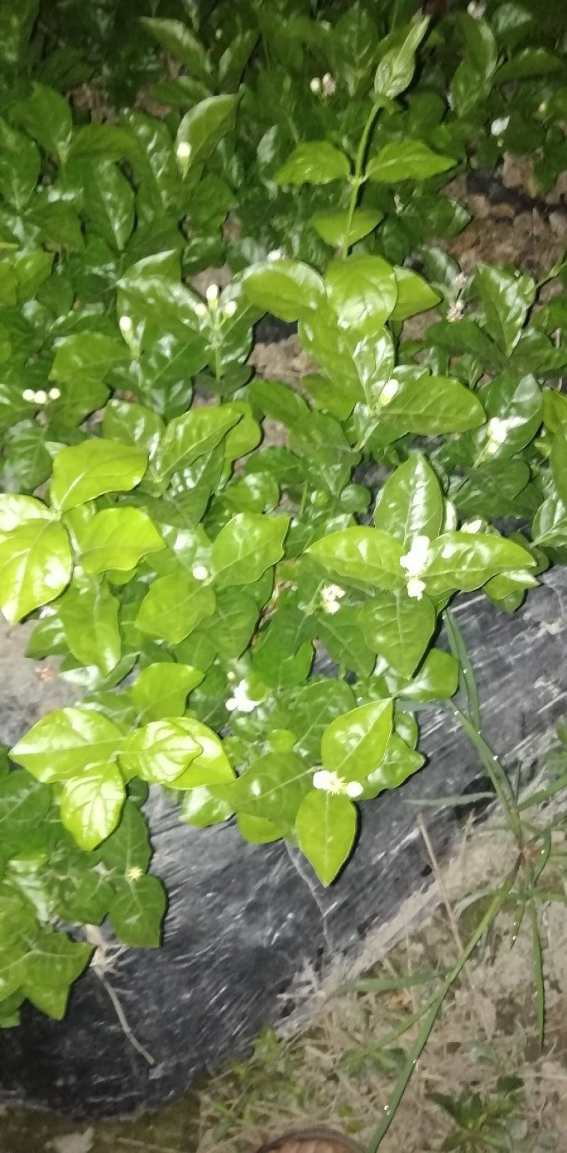 大叶栀子花和四季栀，海栀及茉莉花有大量工程苗出售价格优惠