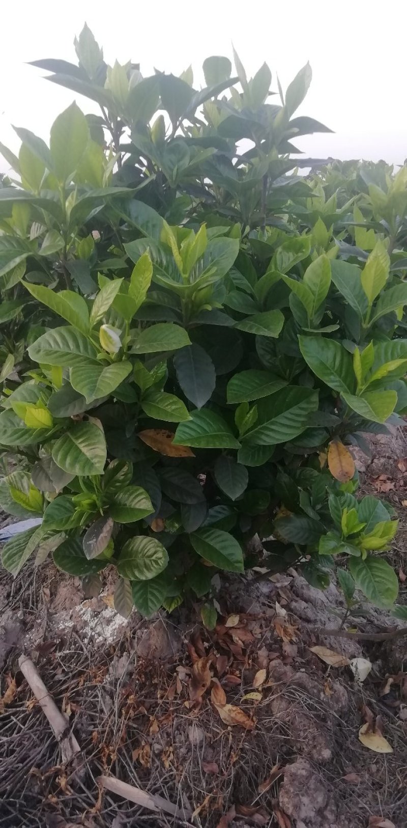 大叶栀子花和四季栀，海栀及茉莉花有大量工程苗出售价格优惠